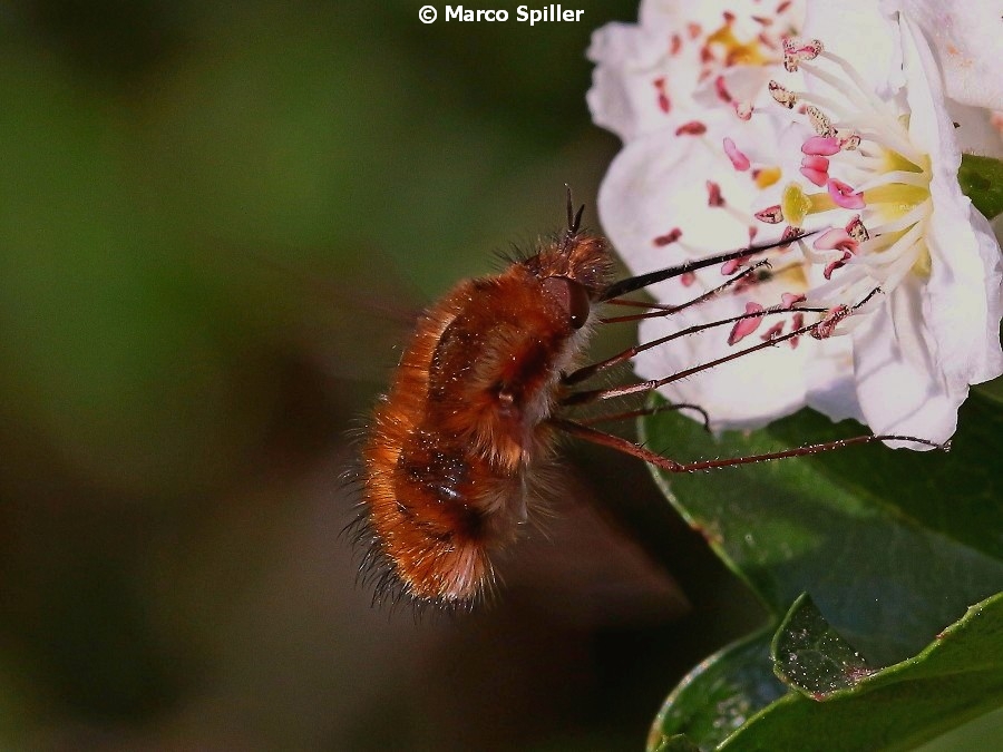 Bombylius....